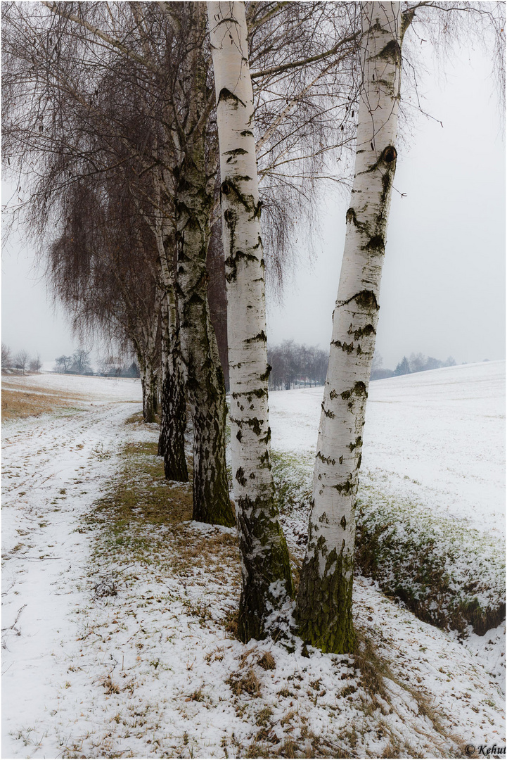 "Winter-Birken"