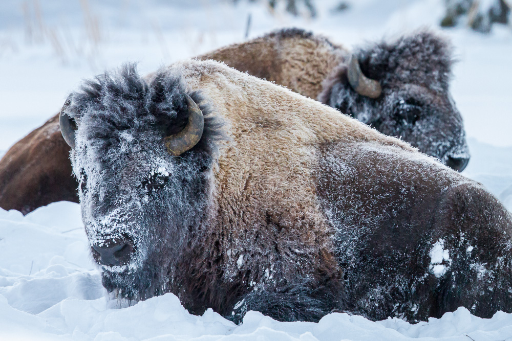 WInter Bison