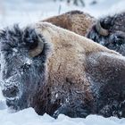 WInter Bison