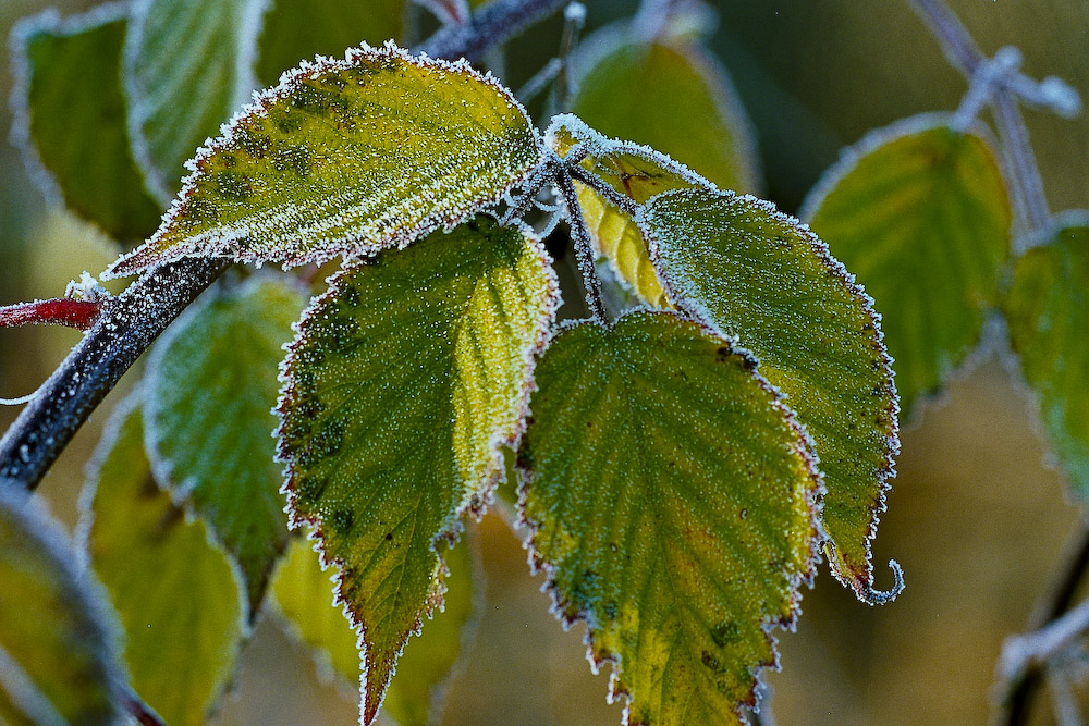 Winter - Blätter der Kirsche im Raureif Part 1