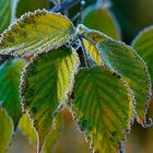 Winter - Blätter der Kirsche im Raureif Part 1