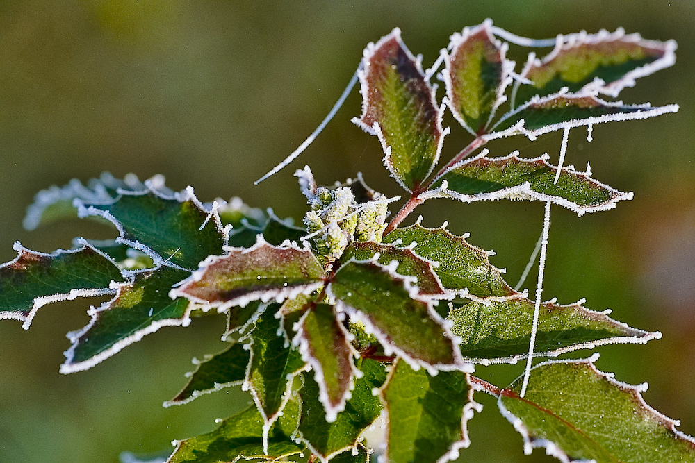 Winter - Blätter der Mahonie im Raureif