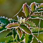 Winter - Blätter der Mahonie im Raureif