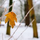 Winter-Blatt