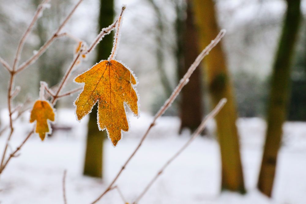 Winter-Blatt