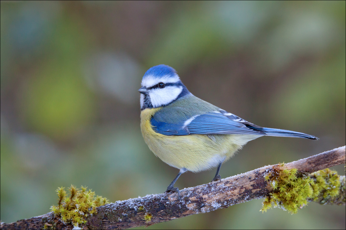 Winter Blaumeise