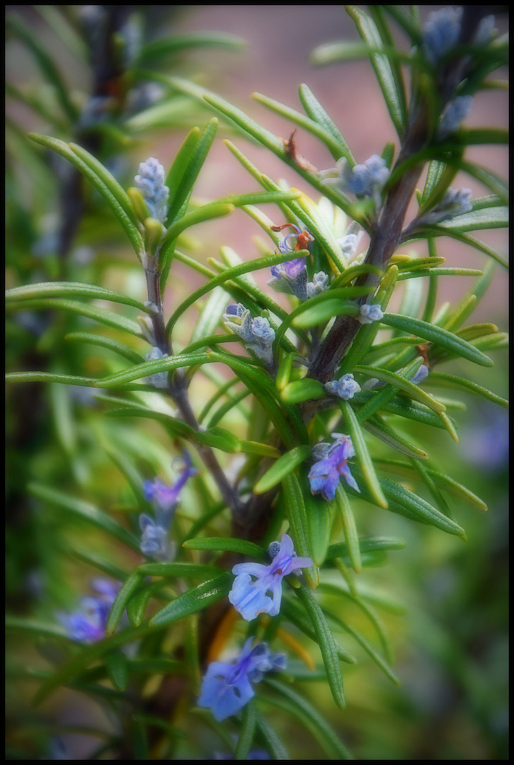 ...Winter blossoms in my Garden...