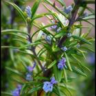 ...Winter blossoms in my Garden...