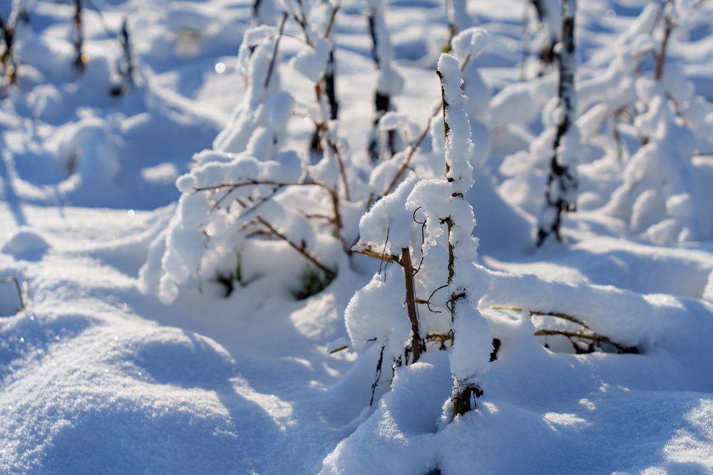 Winter-Blümchen