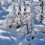 Winter-Blümchen