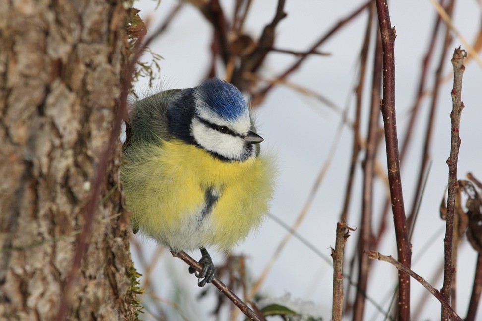 Winter-Blues von Manfred Schmidl 