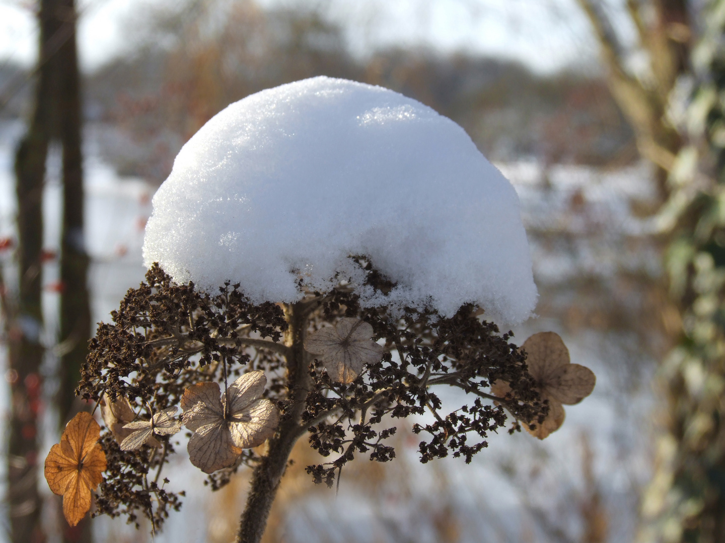 Winter-Blüte