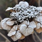 Winter-"Blüte" im November......