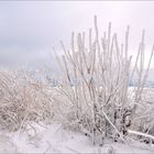 WINTER - Blüten