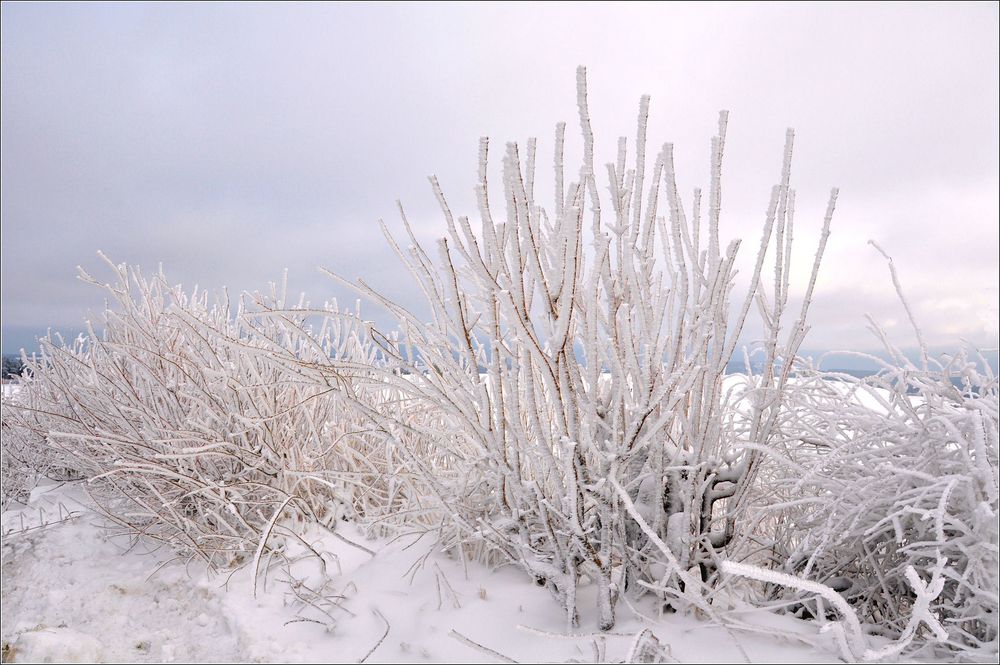 WINTER - Blüten