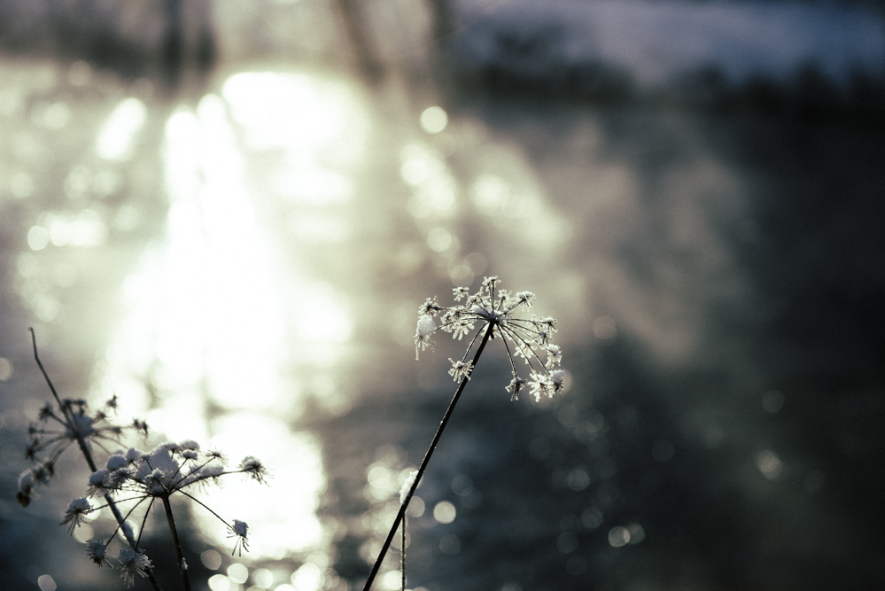 Winter Blume