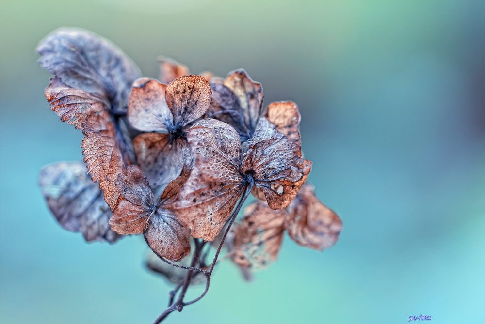 Winter-Blumen