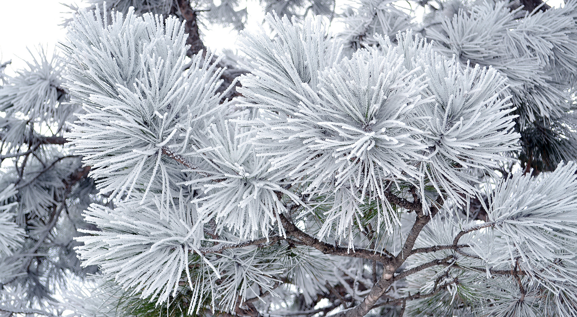 Winter-Blumenstrauß