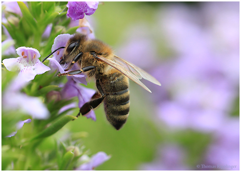 Winter-Bohnenkraut als Bienenweide