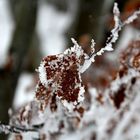 Winter-Bokeh