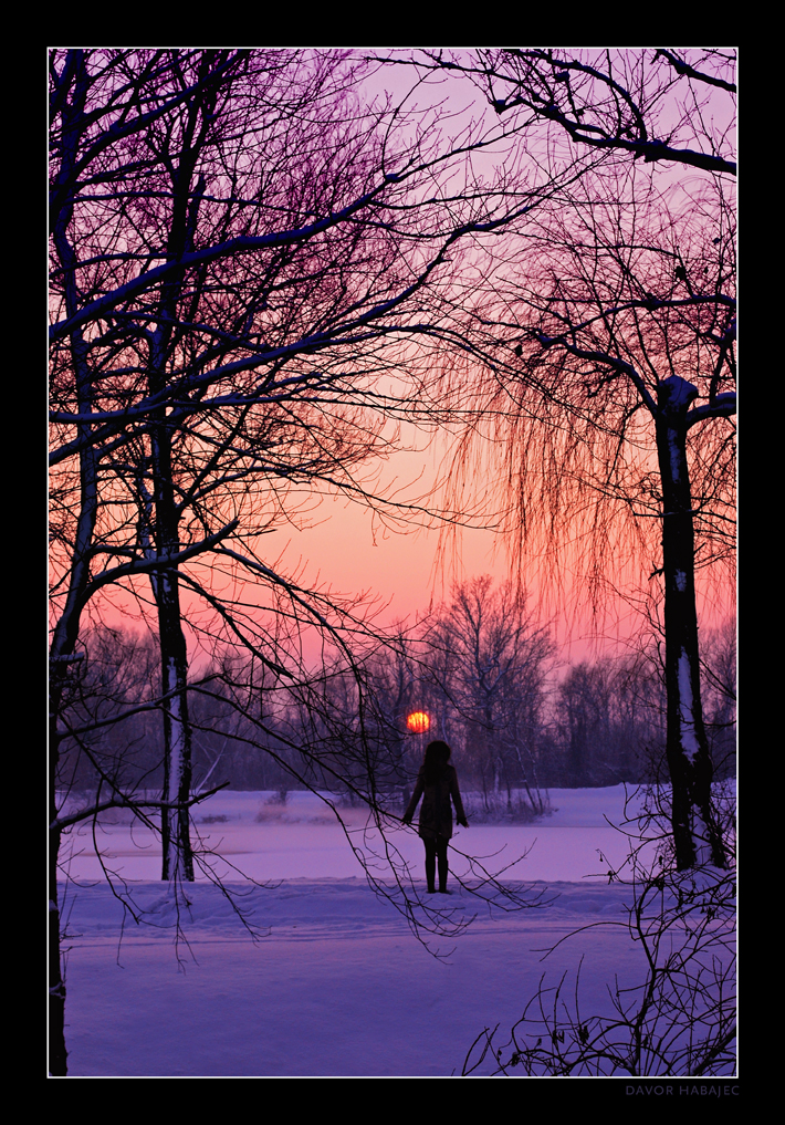 Winter Boughs