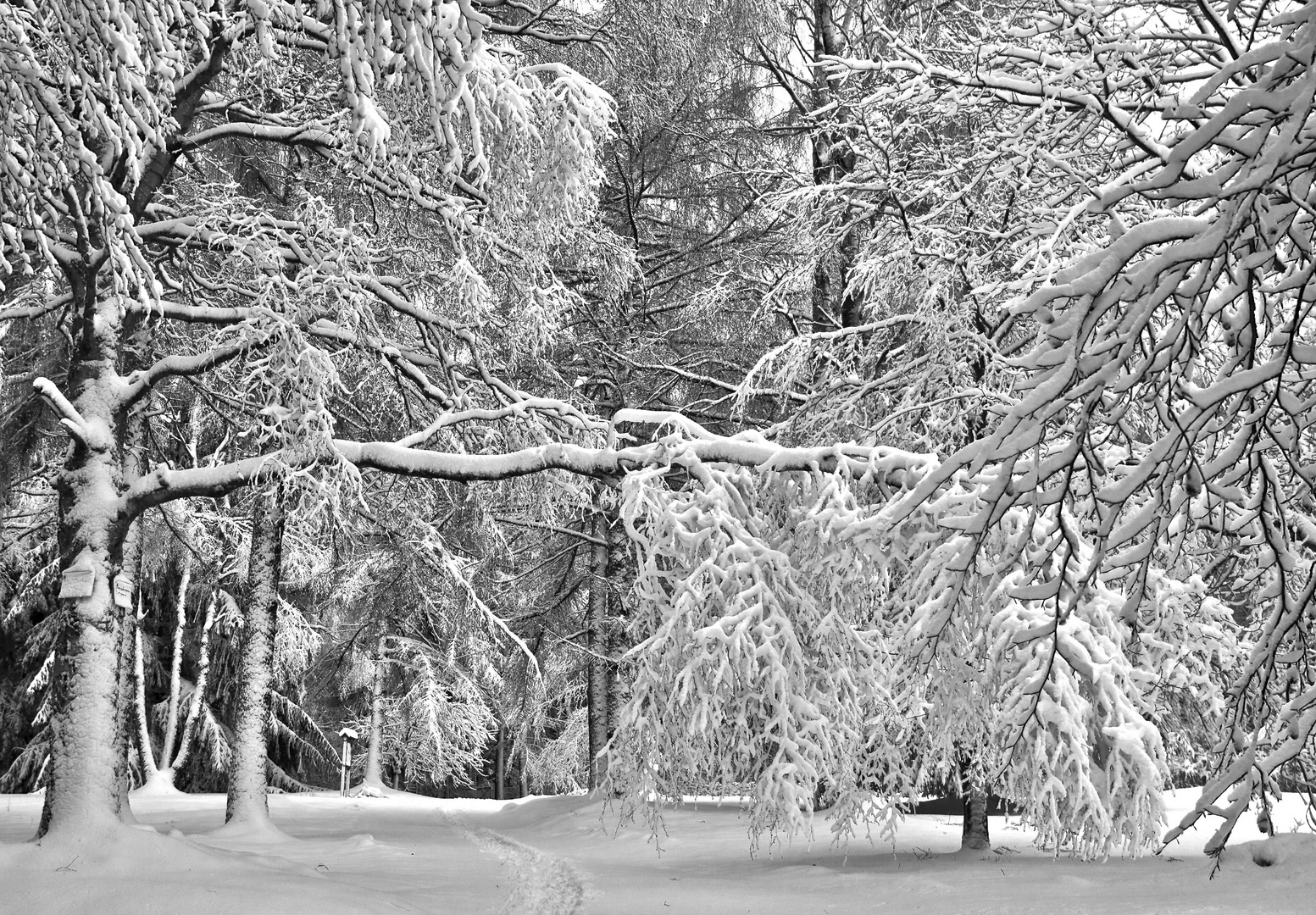 Winter, Braunlage, Pakr.