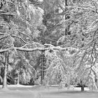 Winter, Braunlage, Pakr.