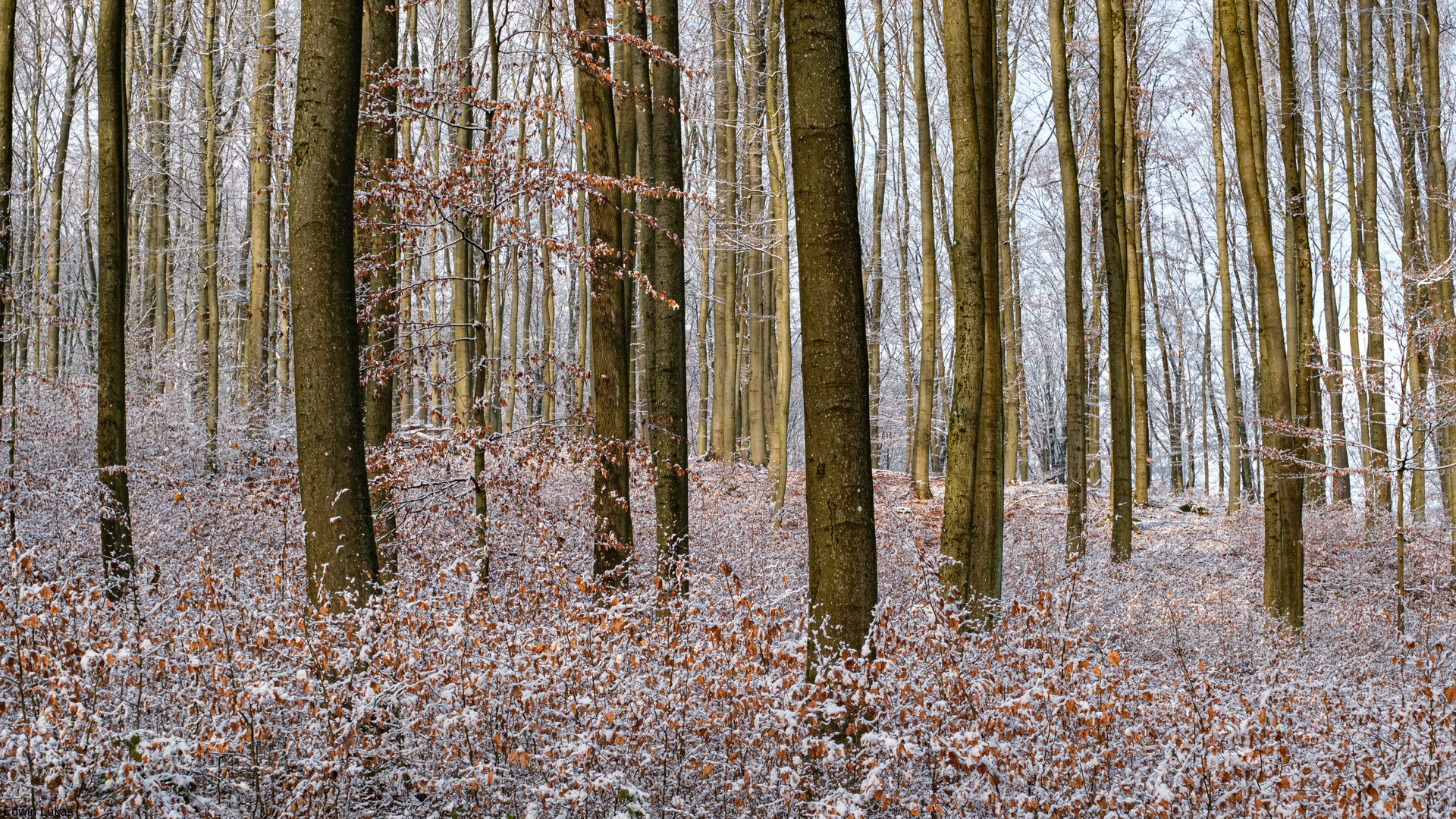 Winter Buchen Wald