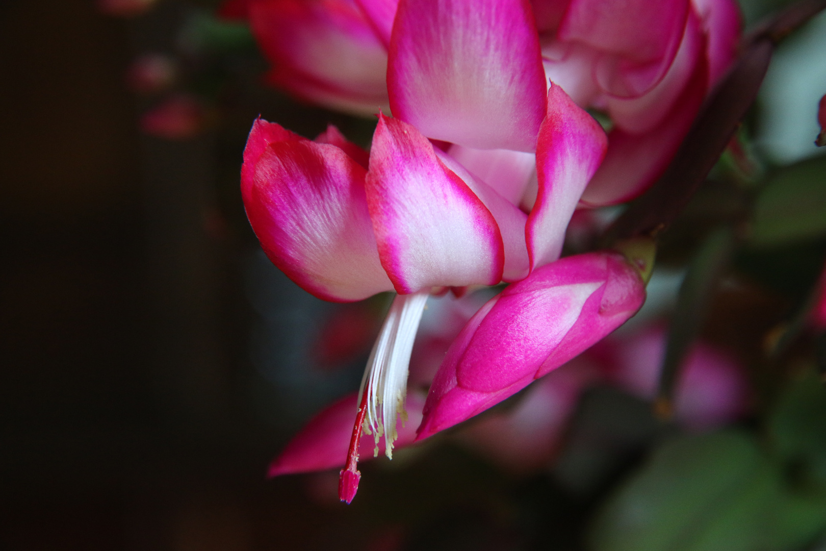 Winter Cactus Bloom