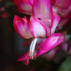 Winter Cactus Bloom