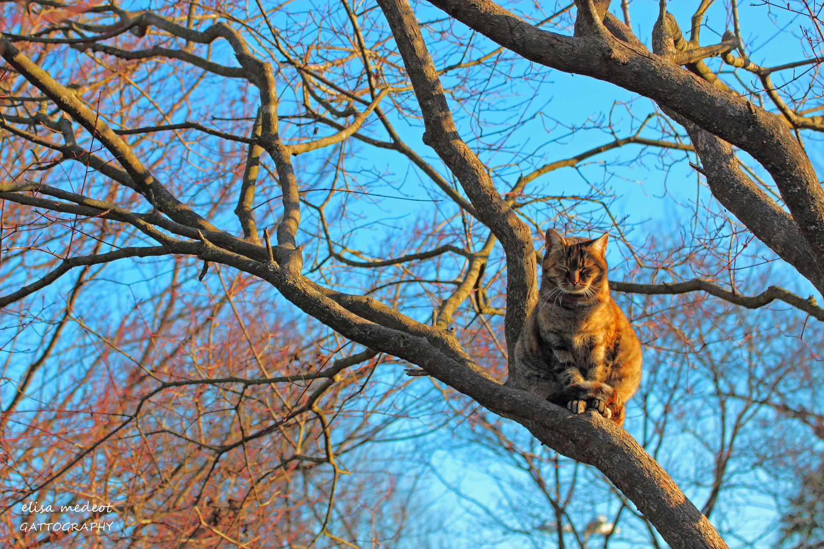 Winter Cat