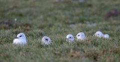 Winter-Champignons