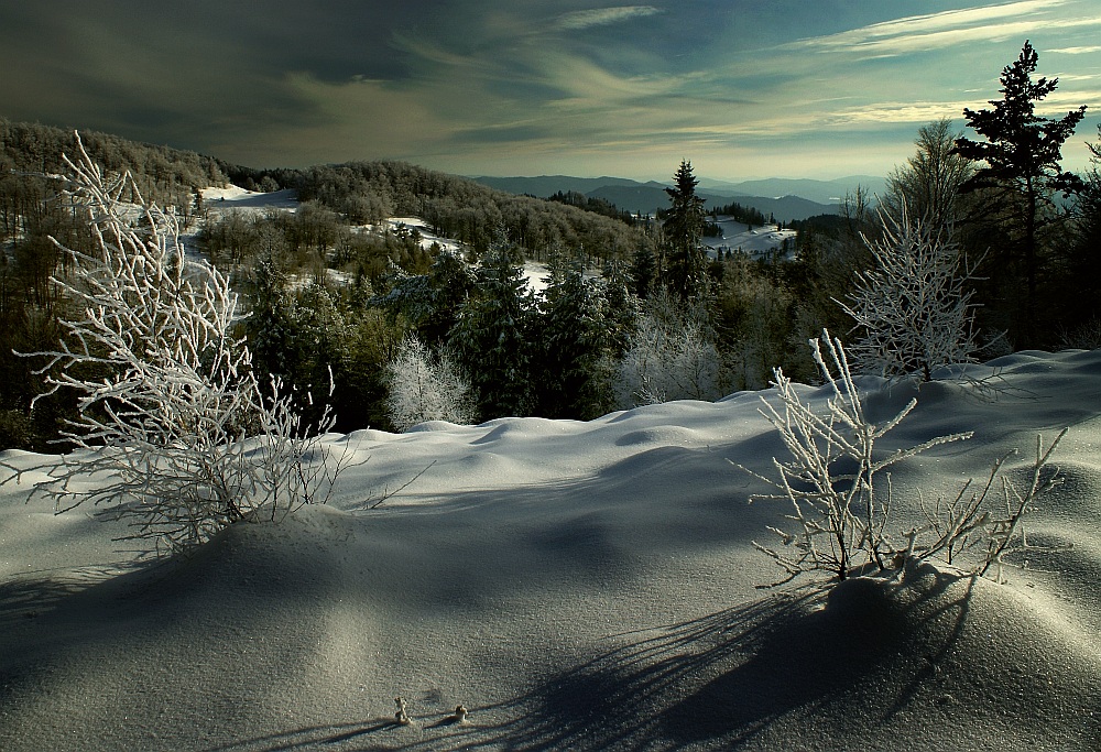 Winter chiaroscuro