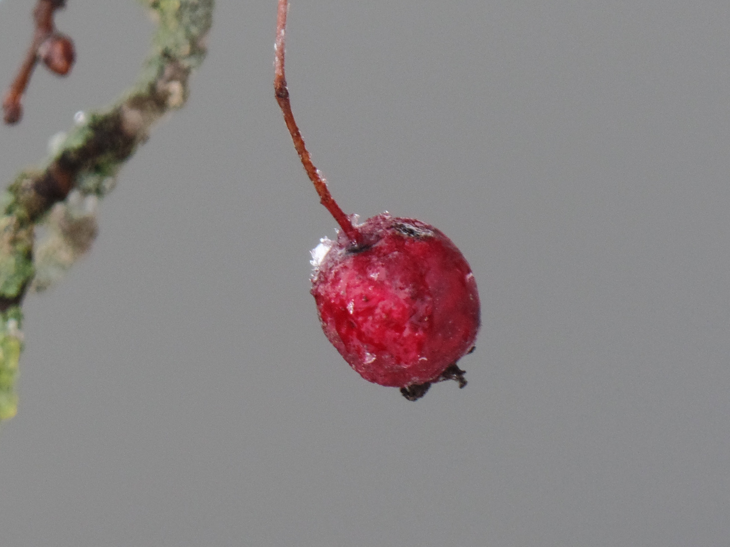 Winter Close- up