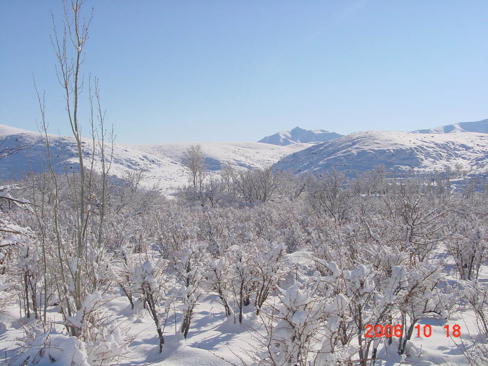 Winter! cold!! Sleeping Trees!!!