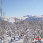 Winter! cold!! Sleeping Trees!!!