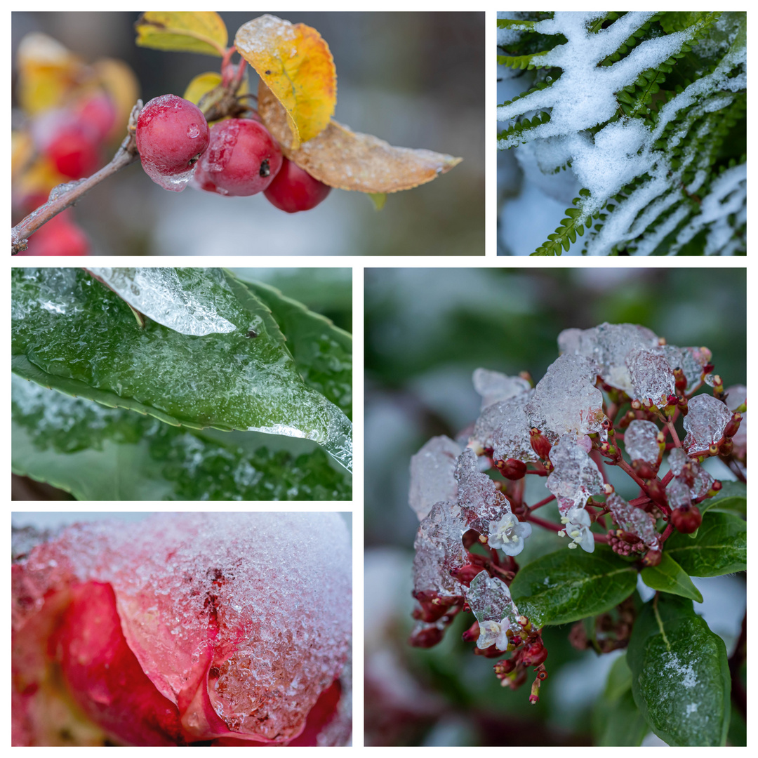 Winter Collage 