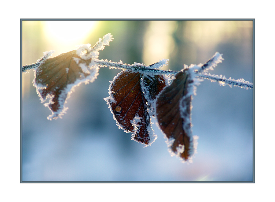 Winter Colours