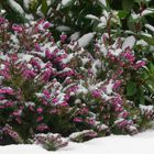 Winter colours (3) : Winter heather