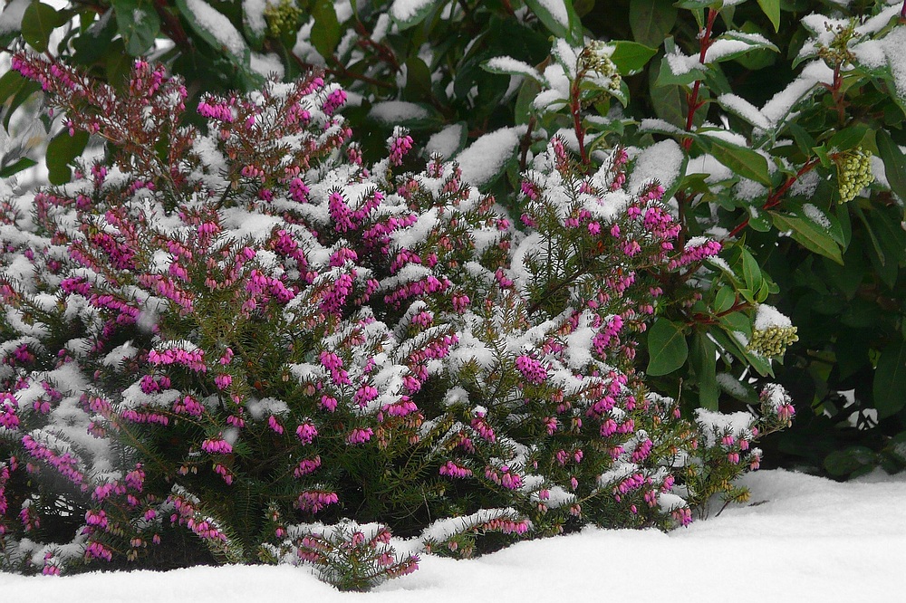 Winter colours (3) : Winter heather