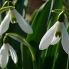 Winter colours (4) : Pleated Snowdrop