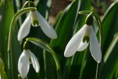 Winter colours (4) : Pleated Snowdrop