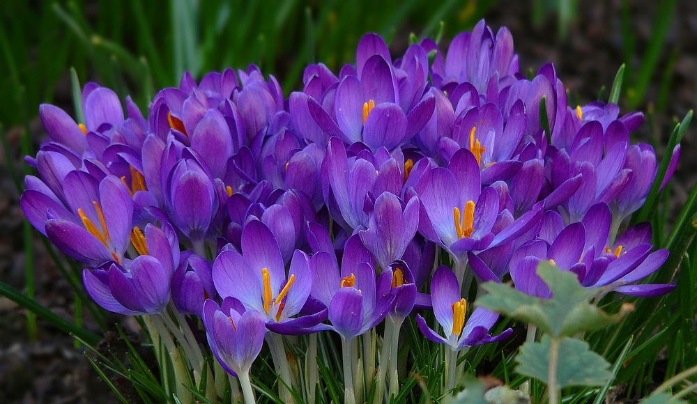 Winter colours (5) : Crocus