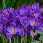 Winter colours (5) : Crocus