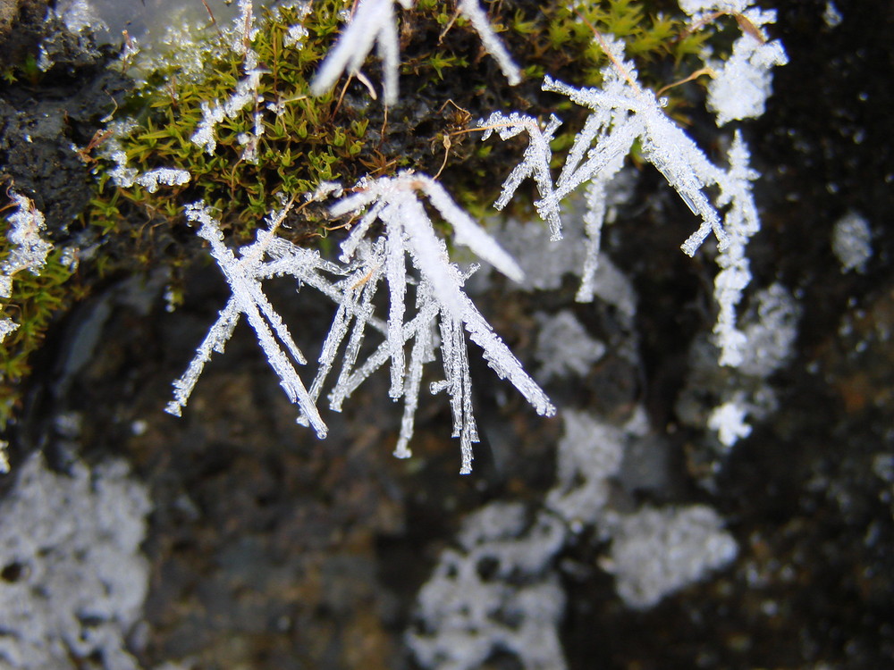 winter crown