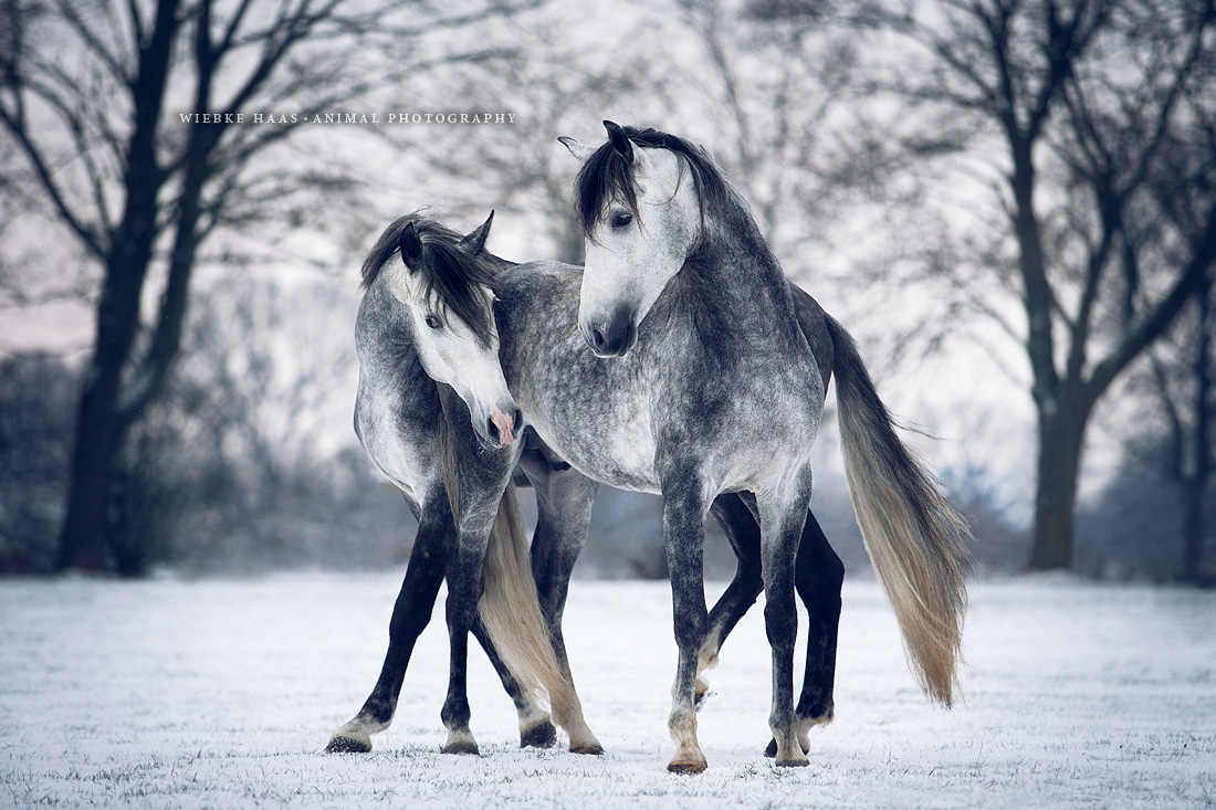 Winter Dance