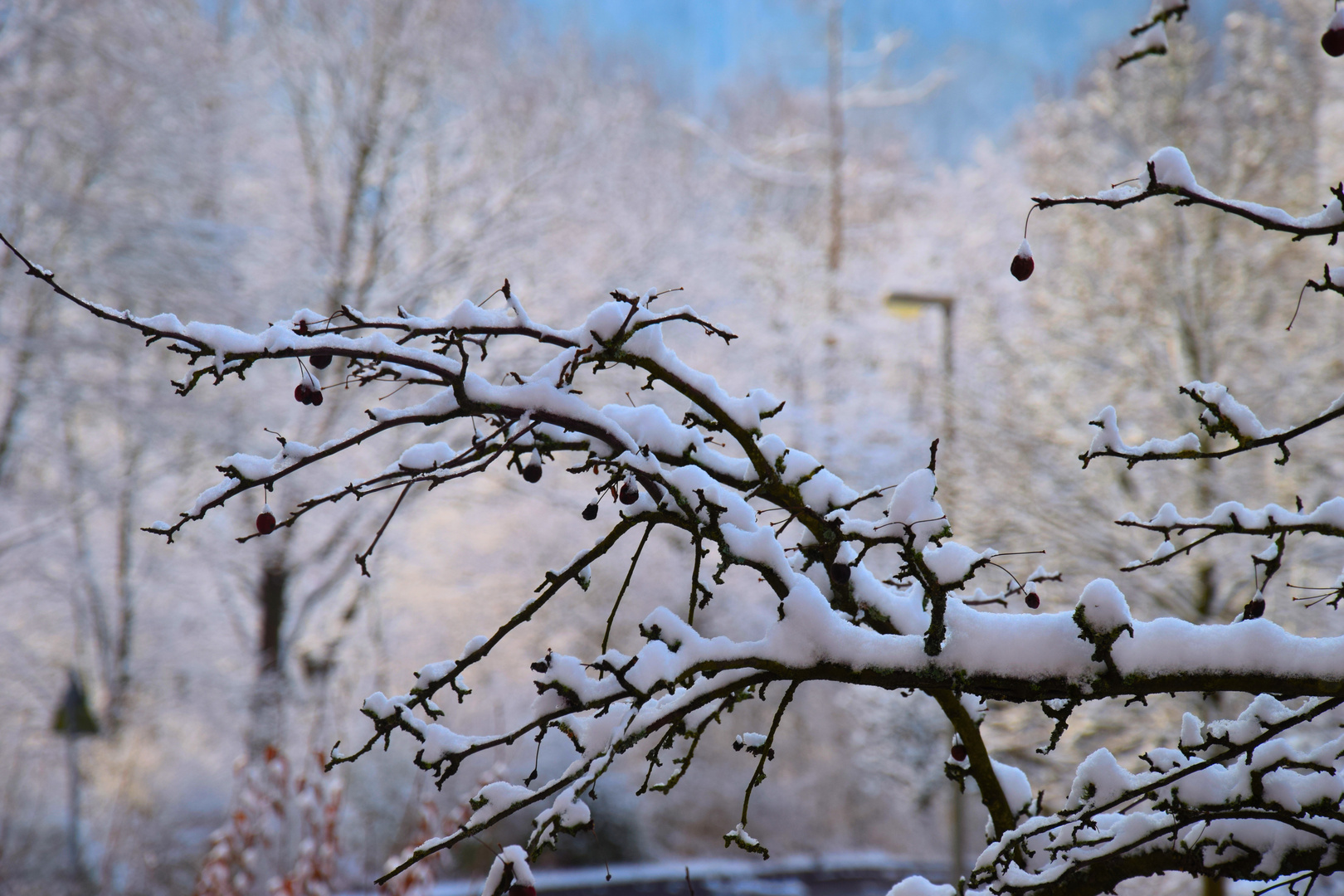 Winter Day -  Enjoy every day