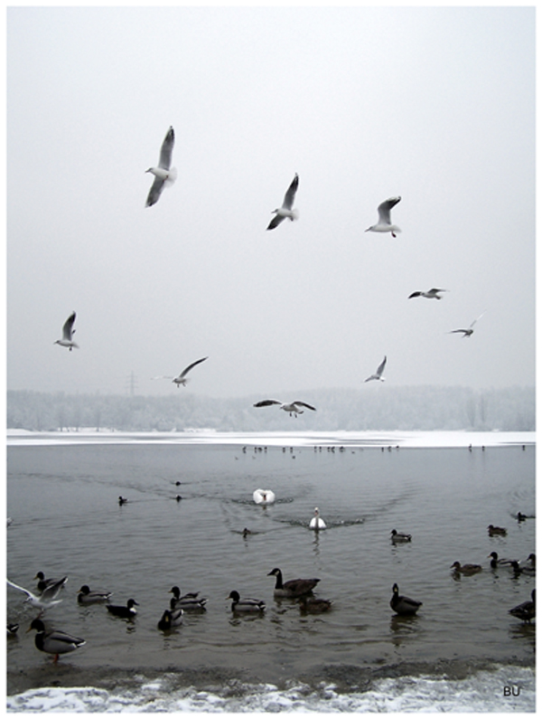 Winter day on lake