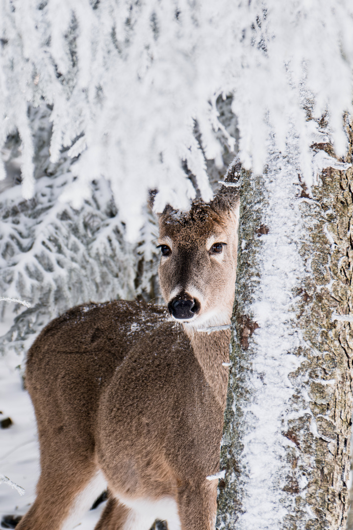 Winter Deer