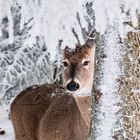 Winter Deer